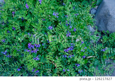 ハマエンドウの花 126217827