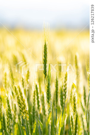 【新緑素材】朝日を受けて輝く青麦【長野県】 126217839