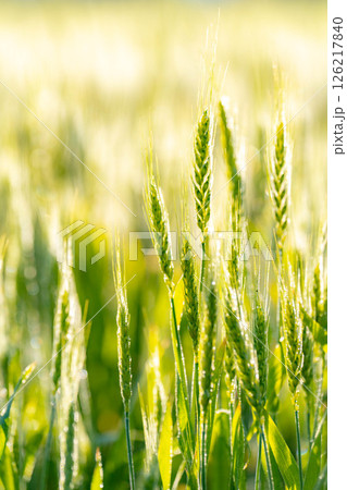 【新緑素材】朝日を受けて輝く青麦【長野県】 【新緑素材】朝日を受けて輝く青麦【長野県】 126217840