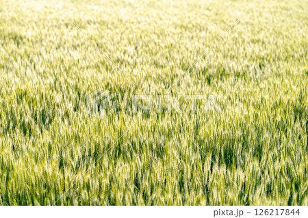 【新緑素材】朝日を受けて輝く青麦【長野県】 126217844