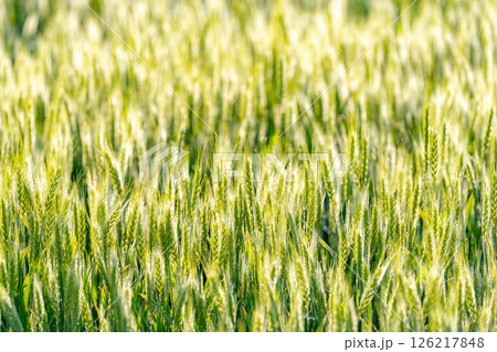 【新緑素材】朝日を受けて輝く青麦【長野県】 126217848