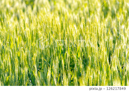 【新緑素材】朝日を受けて輝く青麦【長野県】 126217849
