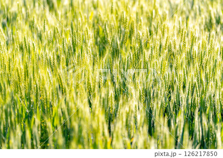 【新緑素材】朝日を受けて輝く青麦【長野県】 126217850