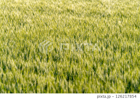 【新緑素材】朝日を受けて輝く青麦【長野県】 126217854