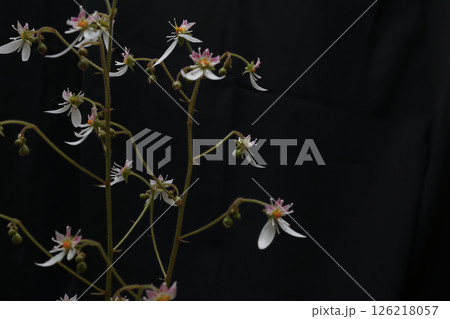 黒背景のユキノシタの花 黒背景のユキノシタの花 126218057