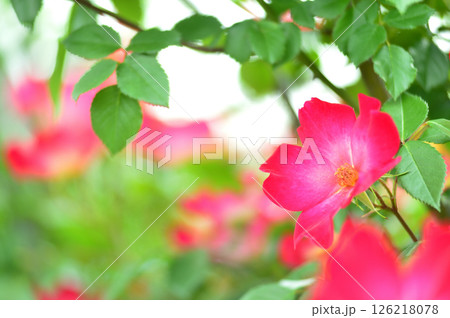 バラ園でみた花 126218078