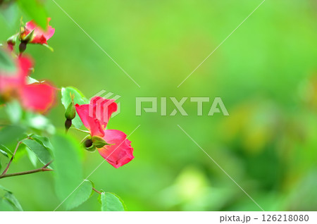 バラ園でみた花 バラ園でみた花 126218080