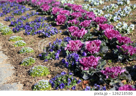 ハボタンの花 126218580