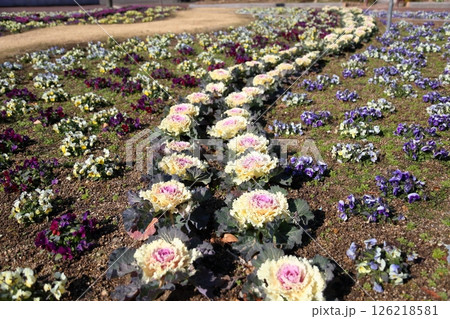 ハボタンの花 126218581