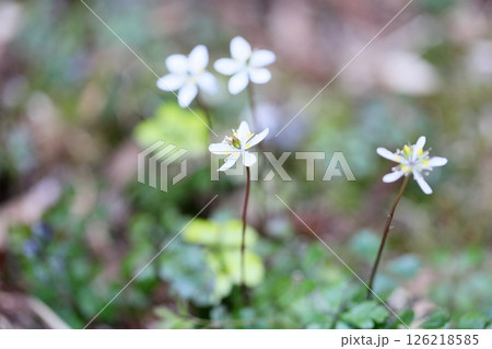 可愛い バイカオウレンの花 可愛い バイカオウレンの花 126218585