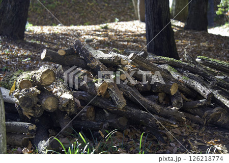 森の薪の山 126218774