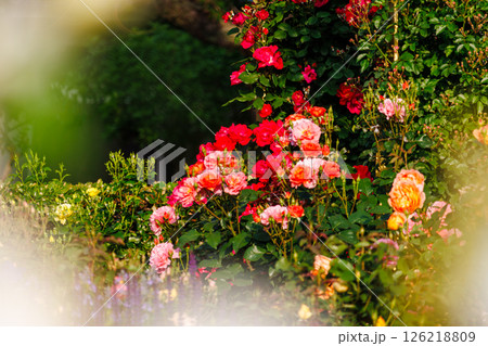 バラが一面に咲く公園 126218809