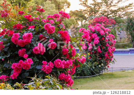 バラが一面に咲く公園 126218812