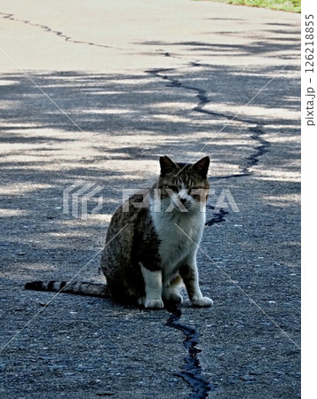 相島の猫 相島の猫 126218855