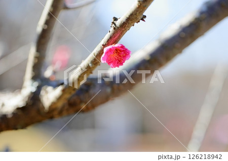 可愛い 梅の花 紅梅八重 可愛い 梅の花 紅梅八重 126218942