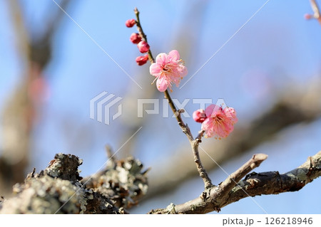 梅の花 萩野 梅の花 萩野 126218946