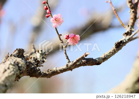 梅の花 萩野 梅の花 萩野 126218947