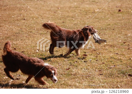 Two dogs are running in a field, one of them holding a frisbee Two dogs are running in a field, one of them holding a frisbee 126218960