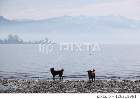 Two dogs are walking on the beach near the water Two dogs are walking on the beach near the water 126218961