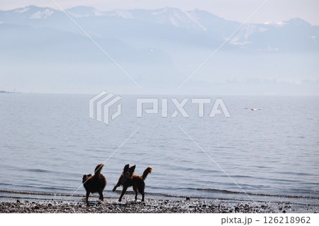 Three dogs are playing in the water near the shore Three dogs are playing in the water near the shore 126218962
