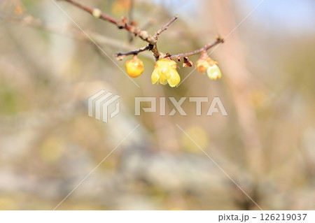 ロウバイの花 126219037
