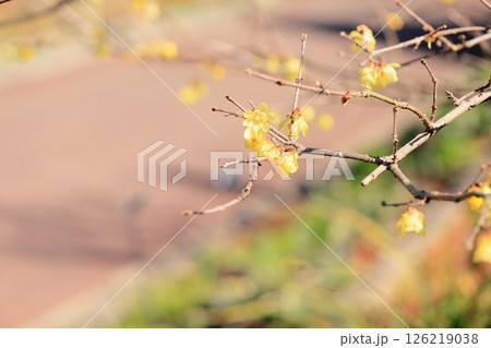 ロウバイの花 ロウバイの花 126219038