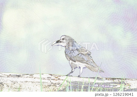 ”ハシブトガラス　”野鳥””　イラストイメージ 126219041