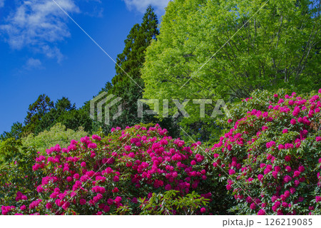 新緑の中のしゃくなげ 126219085