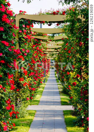 バラが一面に咲く公園 バラが一面に咲く公園 126219089