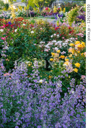 バラが一面に咲く公園 126219250