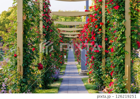 バラが一面に咲く公園 126219251