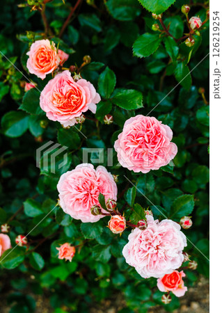 バラが一面に咲く公園 126219254