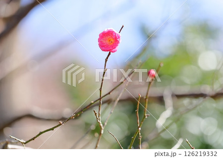 可愛い 梅の花 紅梅八重 可愛い 梅の花 紅梅八重 126219332