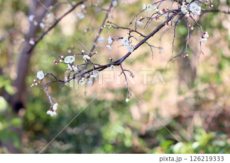 爽やか 梅の花 玉咢枝垂 爽やか 梅の花 玉咢枝垂 126219333