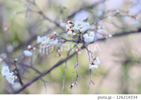 爽やか 梅の花 玉咢枝垂 爽やか 梅の花 玉咢枝垂 126219334