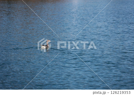Duck is swimming in a lake Duck is swimming in a lake 126219353