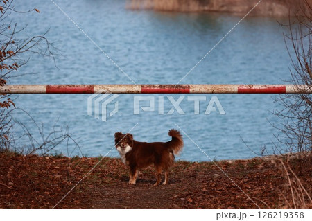 Brown dog stands in front of a red and white fence by a body of water Brown dog stands in front of a red and white fence by a body of water 126219358
