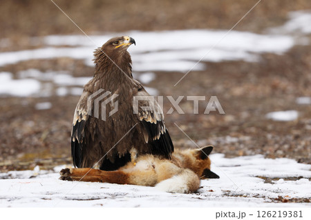 Golden Eagle (Aquila chrysaetos), bird of prey with killed red fox on the ground, winter scene with raptor and prey on snow Golden Eagle (Aquila chrysaetos), bird of prey with killed red fox on the ground, winter scene with raptor and prey on snow 126219381