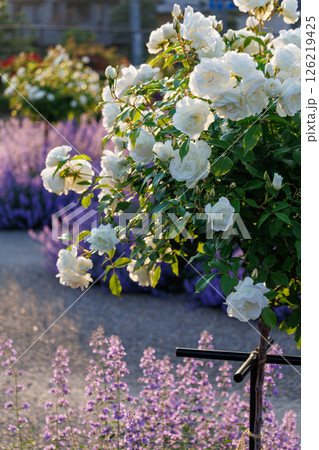 バラが一面に咲く公園 126219425