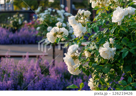 バラが一面に咲く公園 126219426