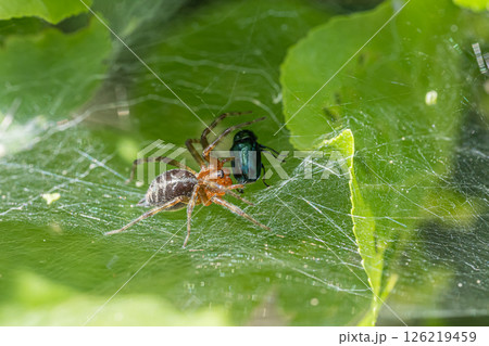 甲虫を捕食するクサクモ 甲虫を捕食するクサクモ 126219459