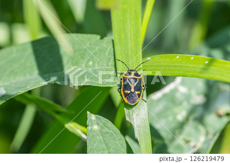 ナガメ ナガメ 126219479