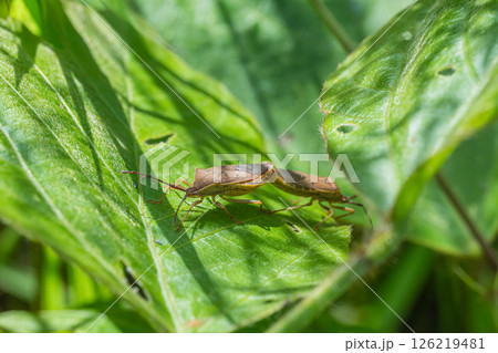 草むらで交尾するホシハラビロヘリカメムシ 126219481