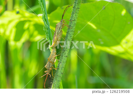 草むらで交尾するホシハラビロヘリカメムシ 126219508