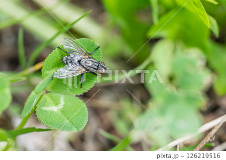 センチニクバエ センチニクバエ 126219516