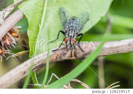 センチニクバエ 126219517