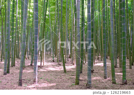 宇都宮市 若山農場の竹林 宇都宮市 若山農場の竹林 126219663