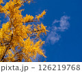 紅葉のイチョウと秋晴れ 126219768