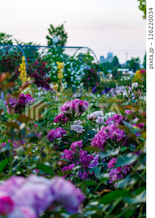 バラが一面に咲く公園 バラが一面に咲く公園 126220034