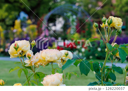 バラが一面に咲く公園 126220037